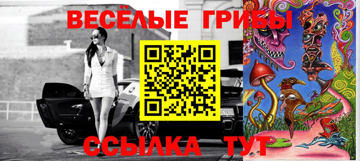 Псилоцибиновые грибы Psilocybe Камень-на-Оби