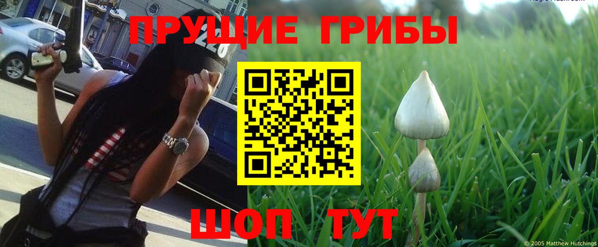 Камень-на-Оби  Галлюциногенные грибы MAGIC MUSHROOMS  Вход с VPN 